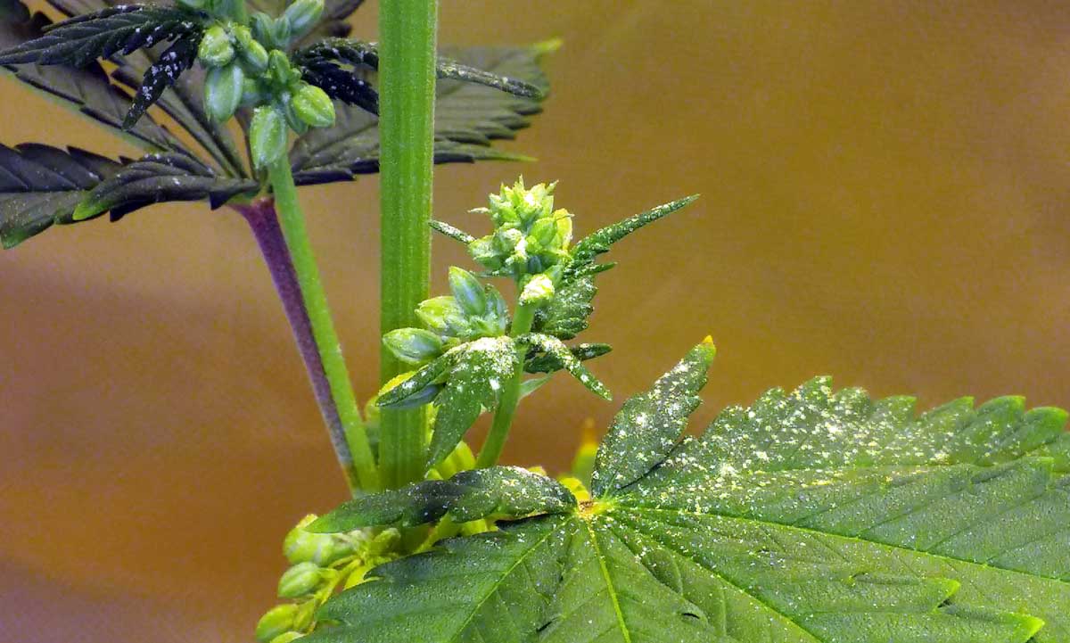 cannabis-male-spilled-pollen-onto-leaf.jpg