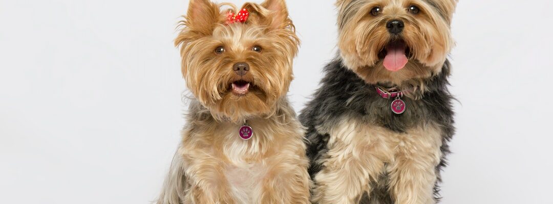 Your Guide to Cute Dog Breeds and How to Choose Between Them