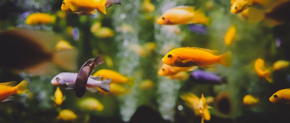 Everything You’ll Need for Your Home Aquarium